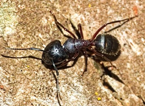 Camponotus herculeanus